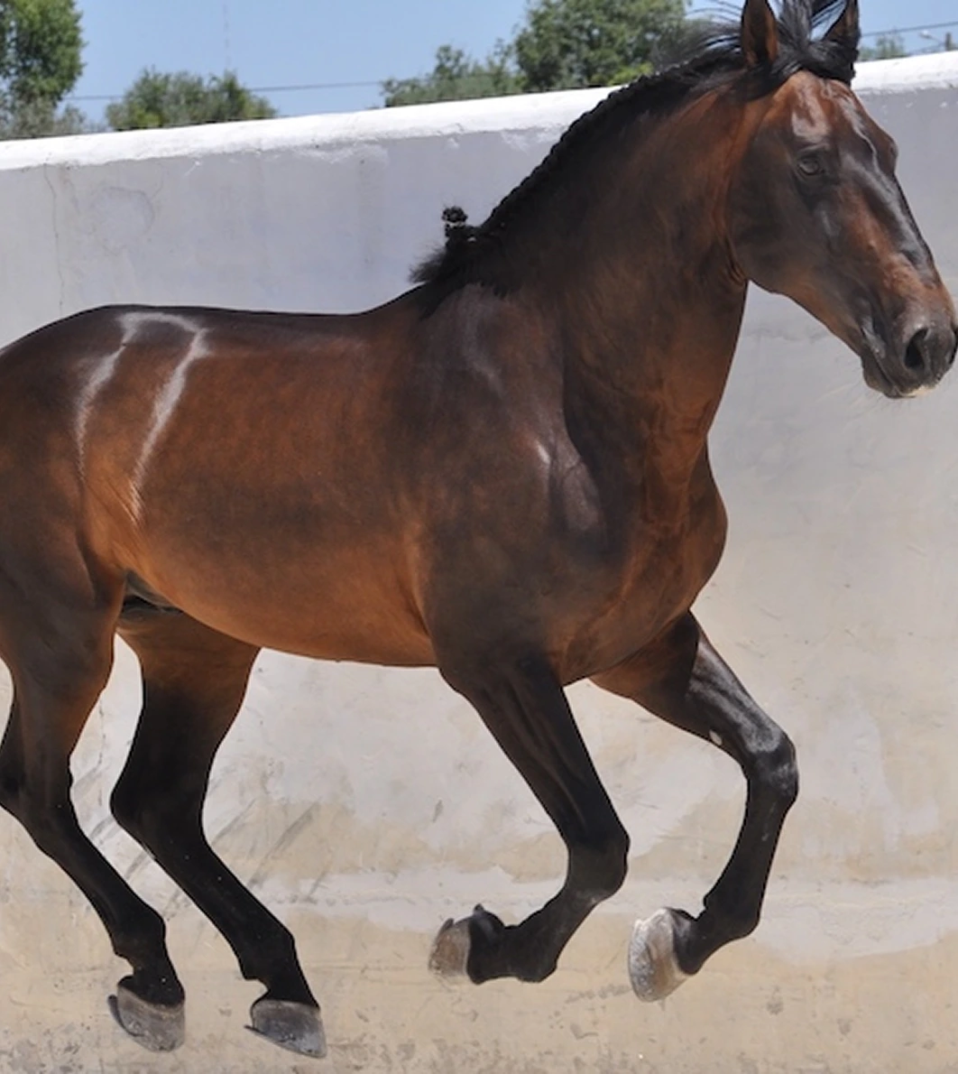 All HORSES