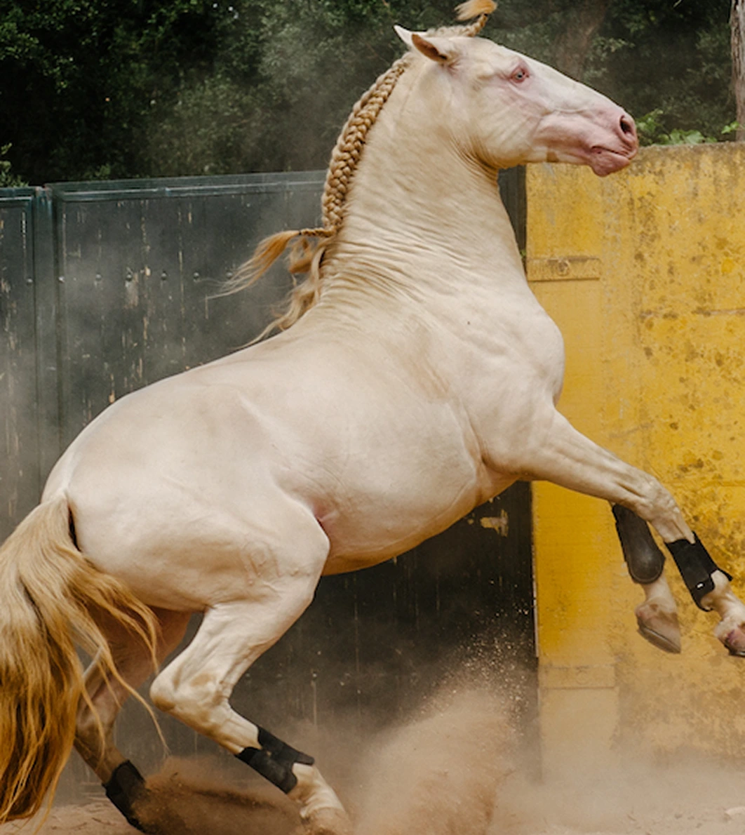 BAROQUE LUSITANOS