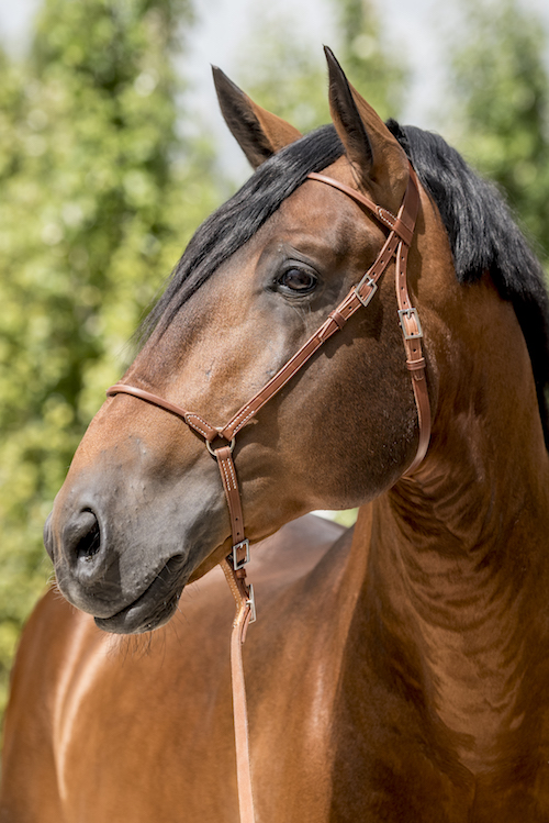 DRESSAGE LUSITANOS