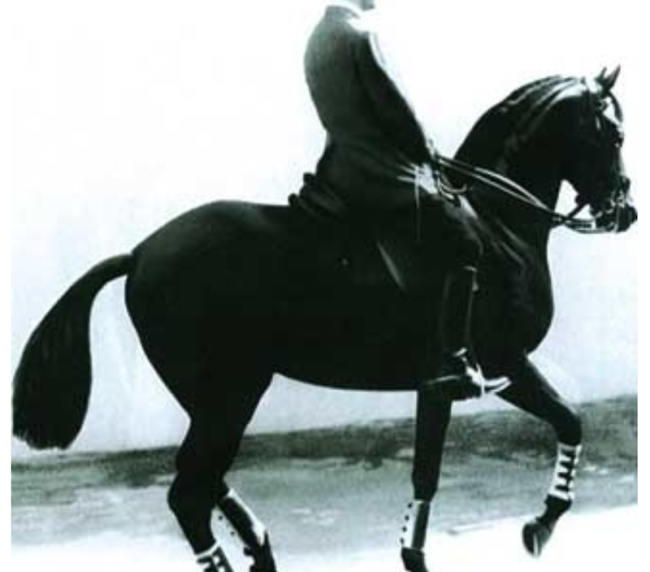 classical riding maestro nuno oliveira portugal