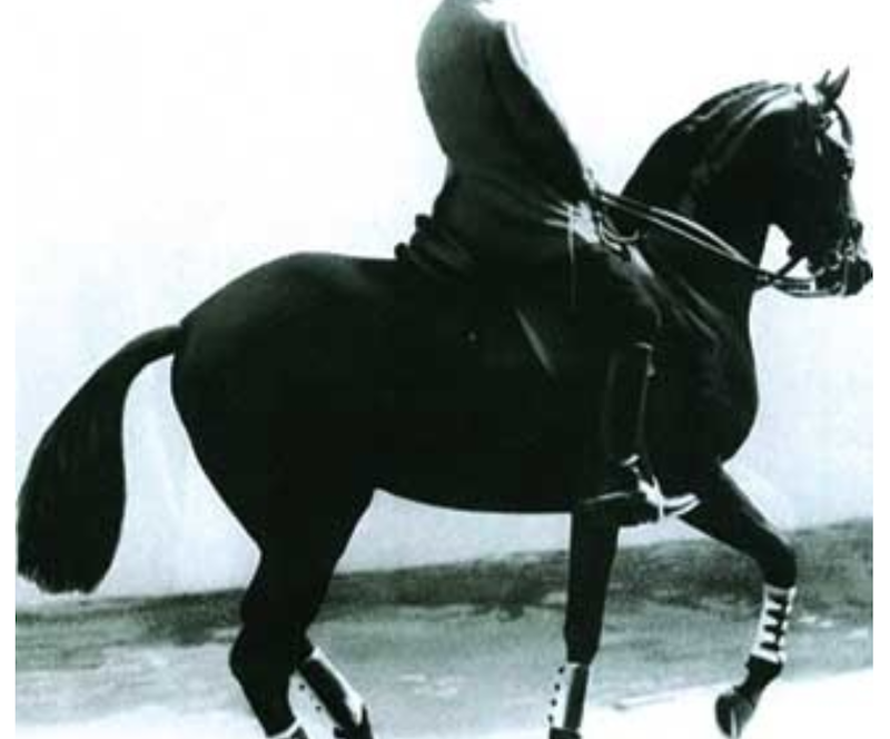 classical riding maestro nuno oliveira portugal