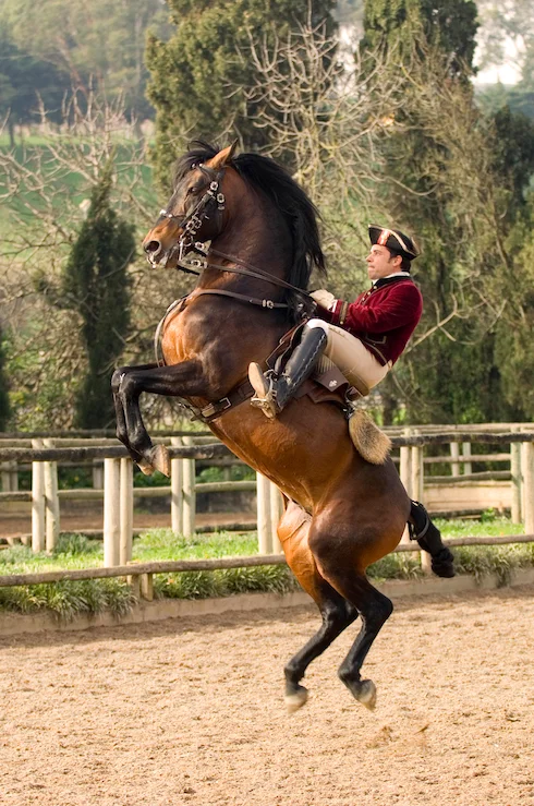 2_Portuguese_School_of_Equestrian_Art_credits_PSML_Pedro_Yglesias