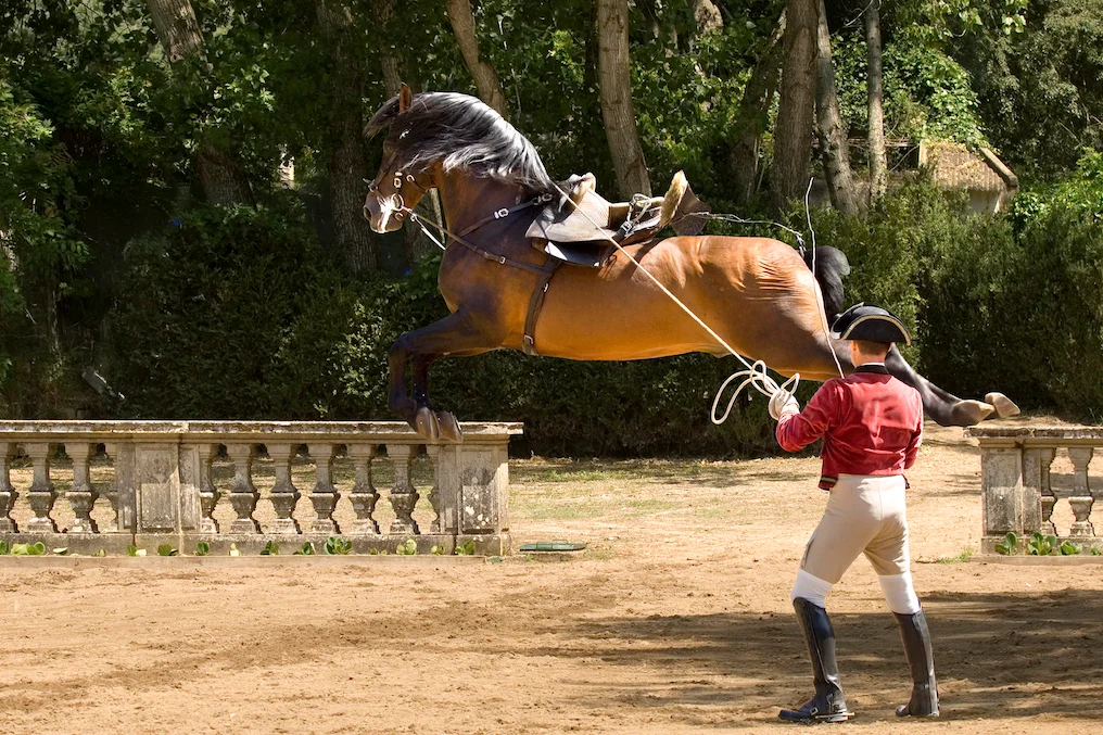 6_Portuguese_School_of_Equestrian_Art_credits_PSML_Pedro_Yglesias (1)