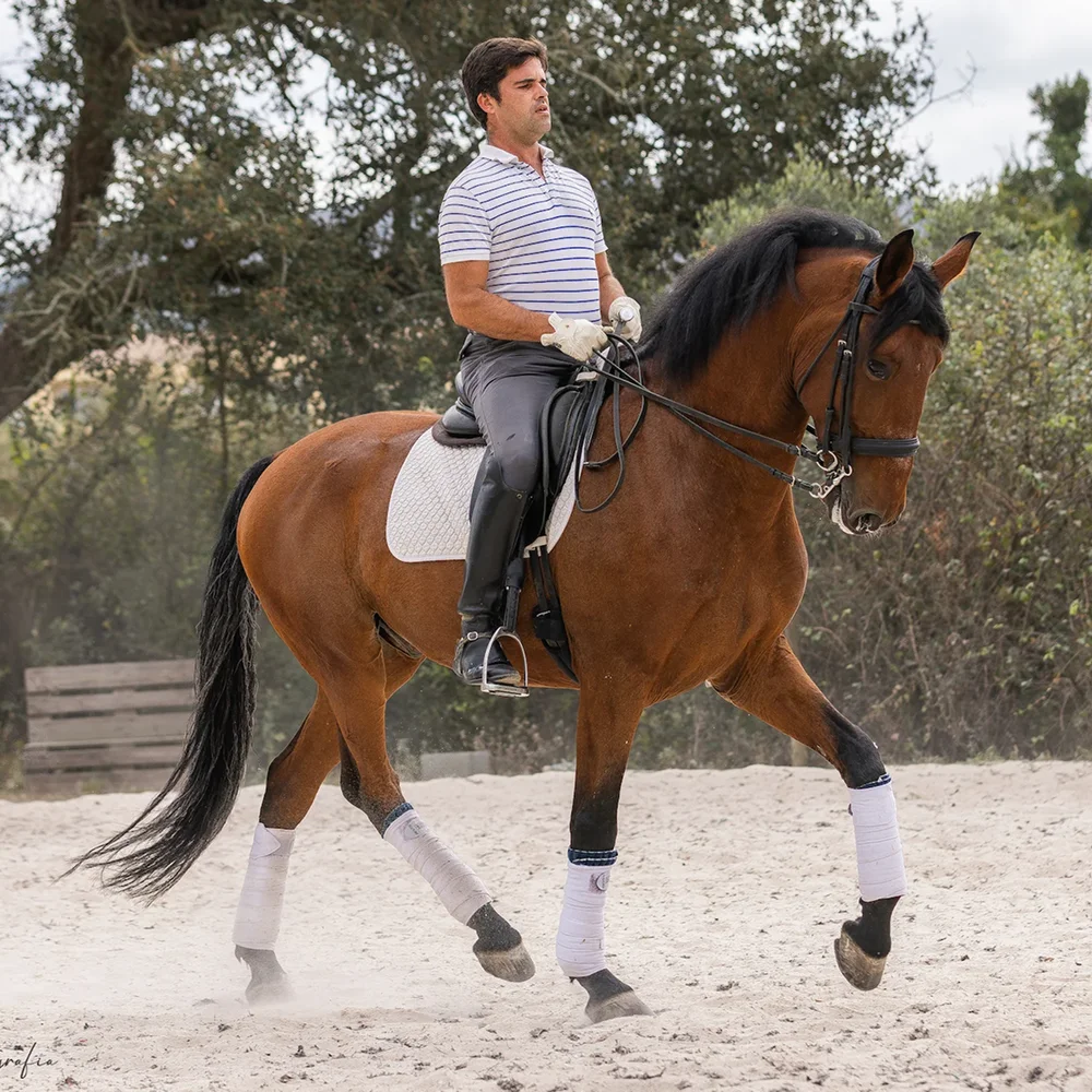 mike-ferreira-meastro-lusitano
