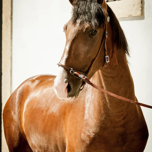 lusitano-colt-bruno-barata-photography