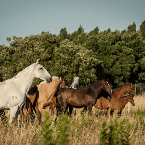 mares-lusitanos
