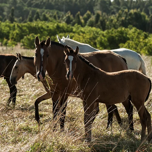 lusitanos-foals