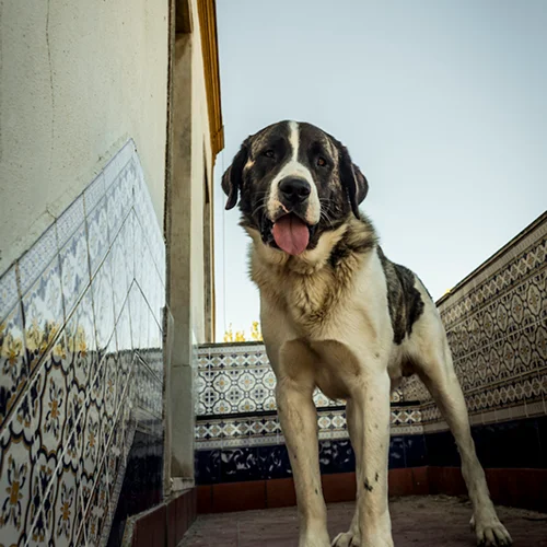 alentejo-dog