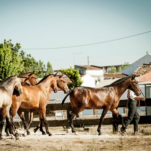 lusitano-colts-luis-bastos