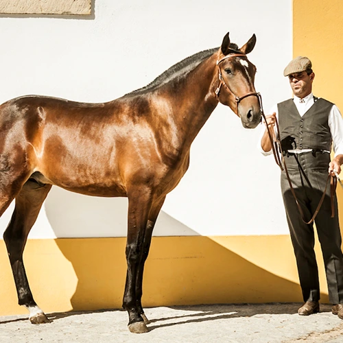 luis-bastos-colt