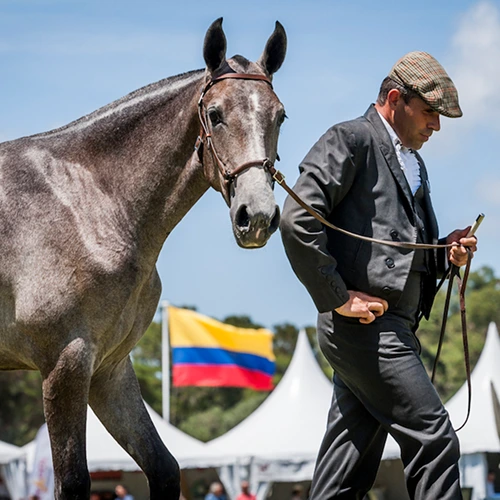 apsl-colt-lusitanos