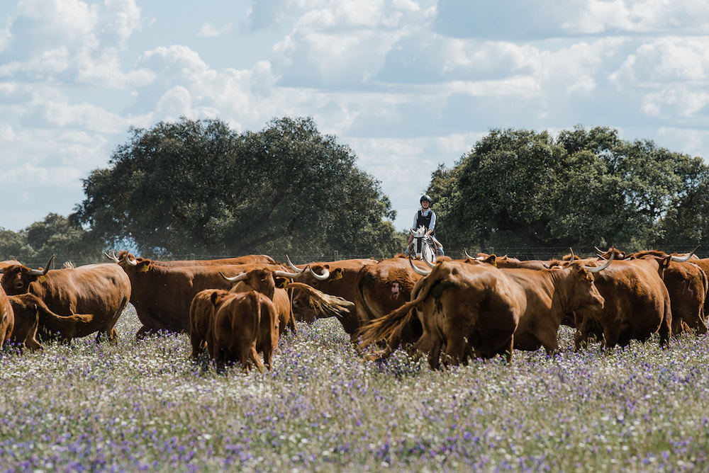 Alentejo-farm-holiday-lusitanos-cattle-portugal