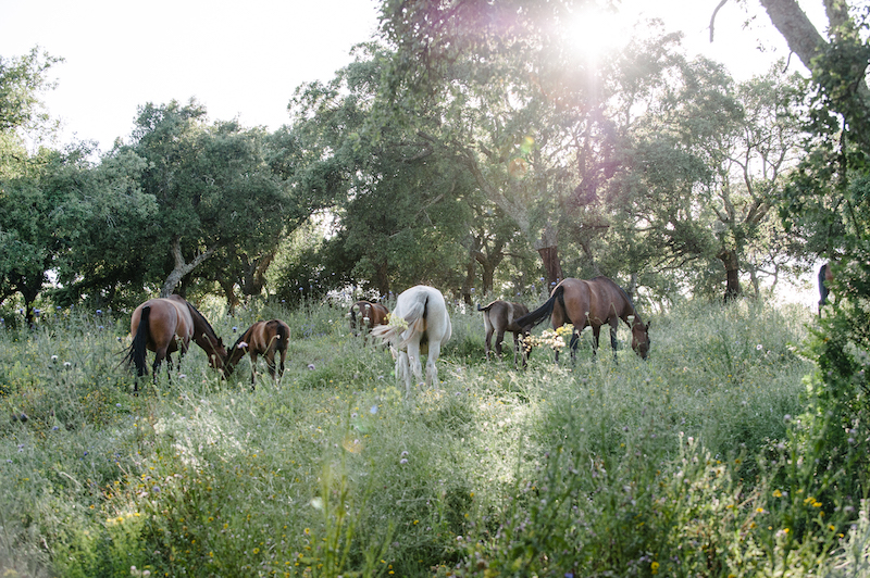 Lusitano mares and foals alentejo portugal