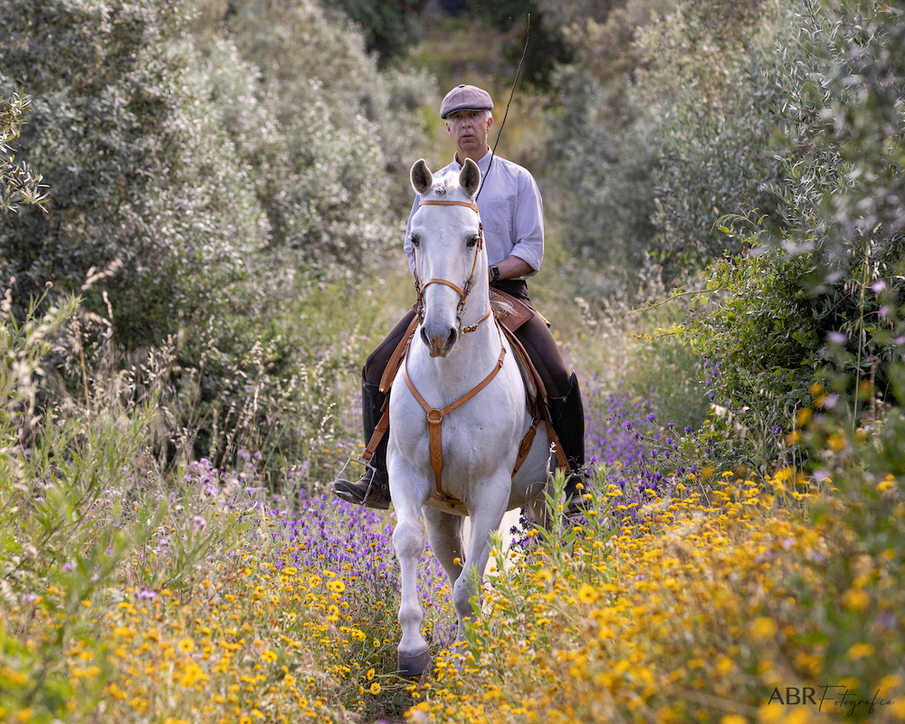 CLASSICAL DRESSAGE HOLIDAY
