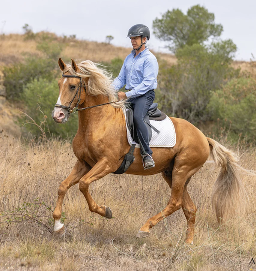 nuno-cavaco-palomino-lusitano-lusitano-heritage