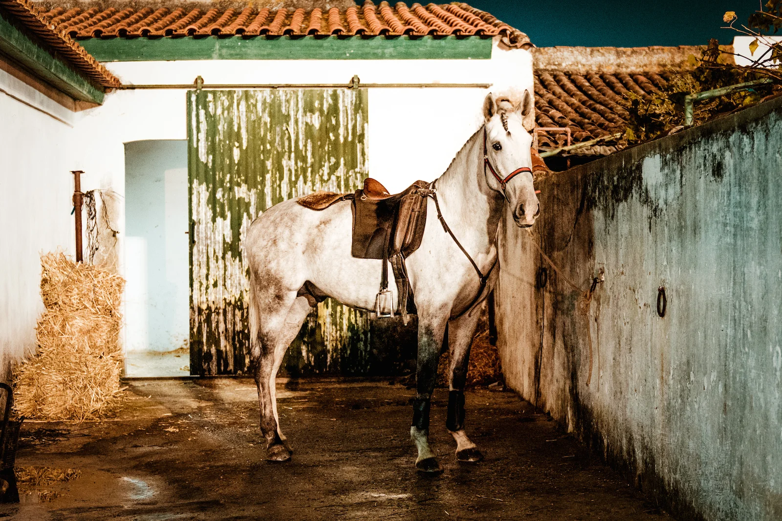 golega-article-lusitao-heritage-lena-saugen