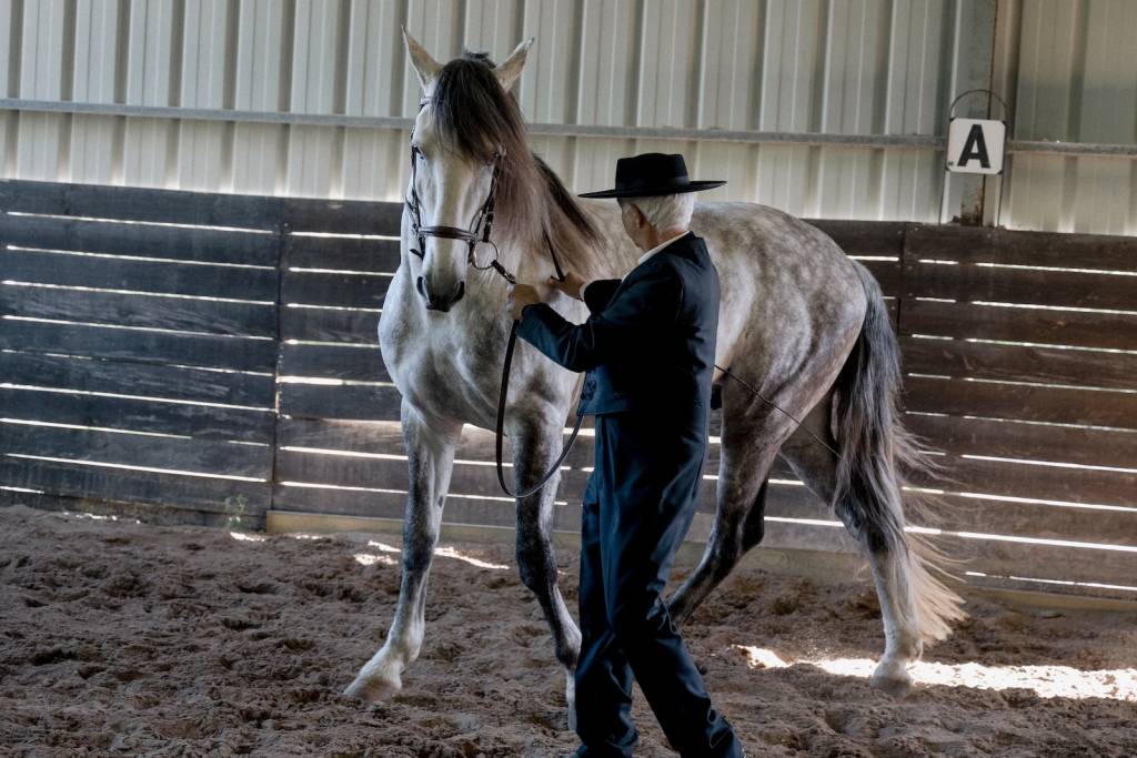 Nuno Cavaco at Lusitano Heritage working young lusitano in hand by lena saugen