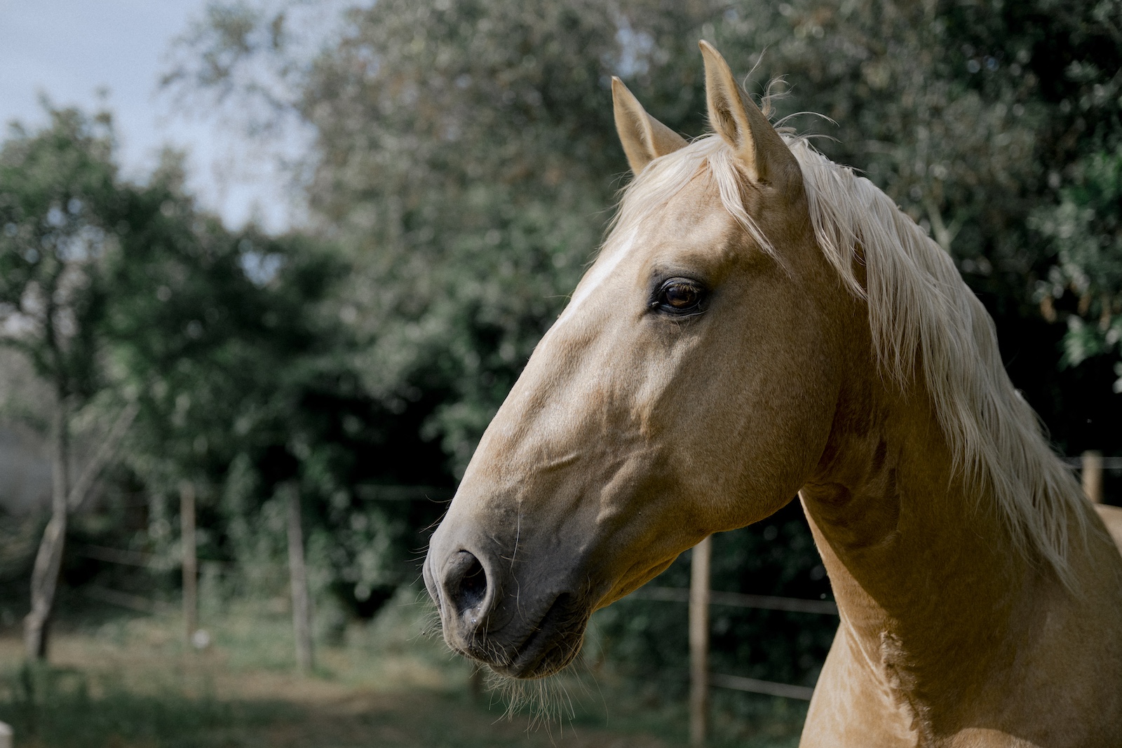 Lusitano Heritage Lusitano Fazendeiro palomino stallion