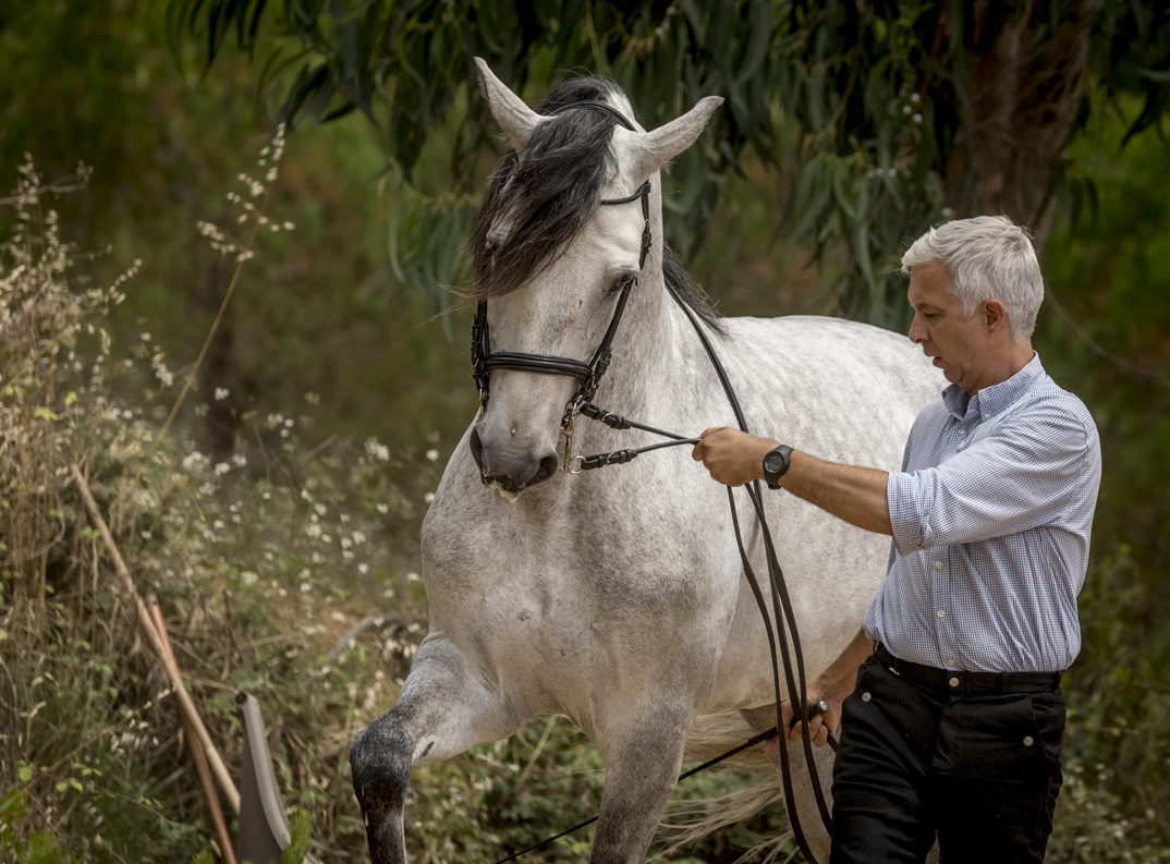 nuno cavaco equestrian director at lusitano heritage working a lusitano in hand by bruno barata