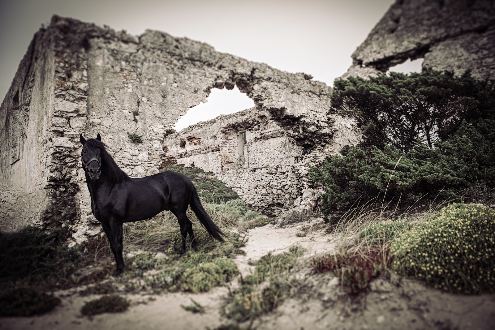 black ortigao costa lusitano in ruin Santa Rita Beach Portugal